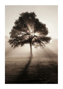 Tree In Sunrise-1