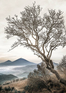 Lonely Tree Against Sky-3