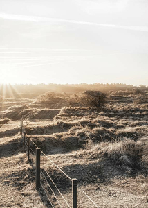 Dutch Landscape-3