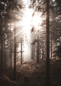 Sunbeams Through Autumnal Trees-3