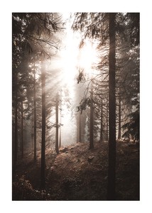 Sunbeams Through Autumnal Trees-1